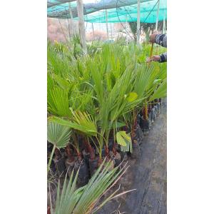 Palmera Washingtonia